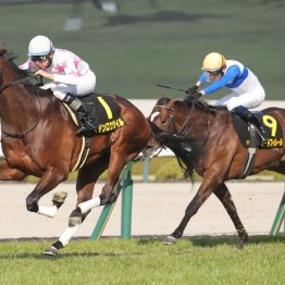 【橘の日曜競馬コラム・皐月賞】