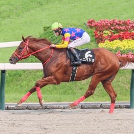 【東京本紙・外山の日曜中山10Ｒ】