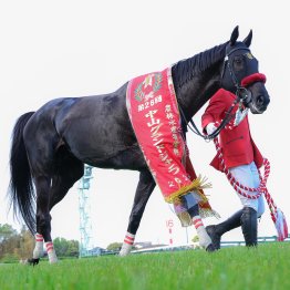 【中山グランドＪ】売り上げ大幅増、王者の強さ。逆転の可能性感じたホウオウプロサンゲ小野寺