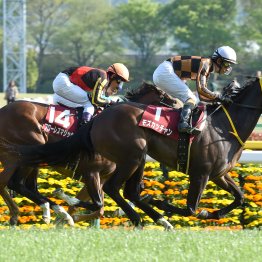 【フローラＳ】勢いが重要なファクター　前走①着馬を要チェック