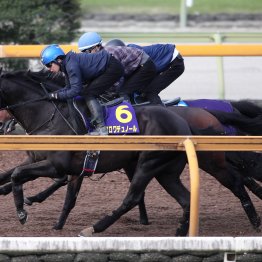 【天皇賞・春１週前】クロワデュノール初の在厩続戦も好ムード