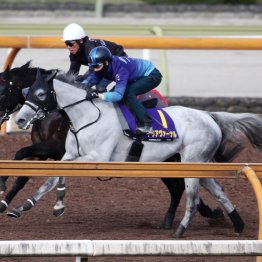 【天皇賞・春１週前】クロワデュノール初の在厩続戦も好ムード