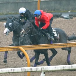 【天皇賞・春１週前】アドマイヤテラ、右ステッキ３発と熱のこもった１週前