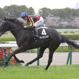 【青葉賞】ブラックオリンピア　友道厩舎７年連続ダービー出走がかかる