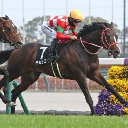 【市川の土曜競馬コラム・青葉賞】