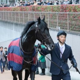 【飯島の土曜競馬コラム・青葉賞】