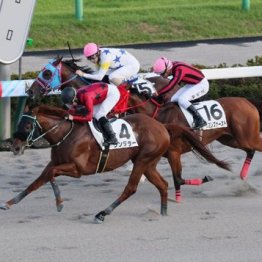 【新居の土曜競馬コラム・鎌倉Ｓ】