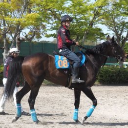 【木津の土曜競馬コラム・鎌倉Ｓ】