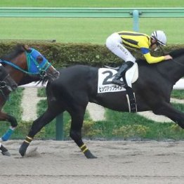 【東京本紙・外山の土曜東京10Ｒ】