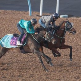 【新居の日曜競馬コラム・フローラＳ】