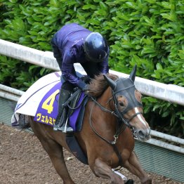 【天皇賞・春】調教マル得チェック