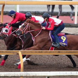 【天皇賞・春】シンエンペラー海外遠征回避も順調そのもの