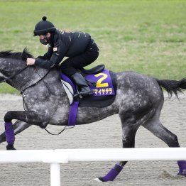 【天皇賞・春】アドマイアヤテラ友道厩舎らしく丹念な乗り込みを消化