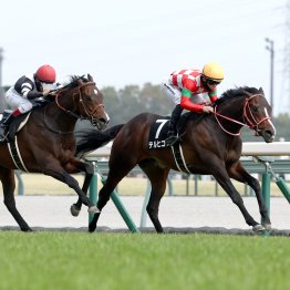 【プリンシパルＳ】ショウグンマサムネの佐藤悠師はバースデーＶで開業２年目での日本ダービー出走を掴むか