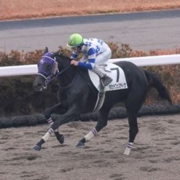 【飯島の土曜競馬コラム・是政Ｓ】