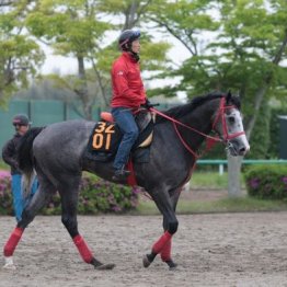 【木津の土曜競馬コラム・ユニコーンＳ】