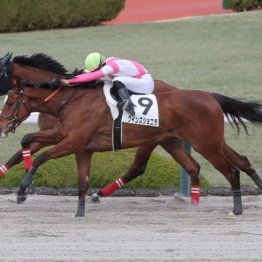 【新潟本紙・市川の土曜新潟11Ｒ】