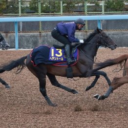 【新居の日曜競馬コラム・天皇賞】