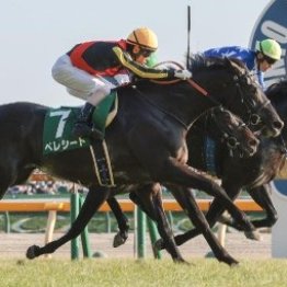 【市川の土曜競馬コラム・京都新聞杯】