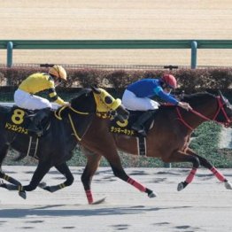 【飯島の土曜競馬コラム・青竜Ｓ】