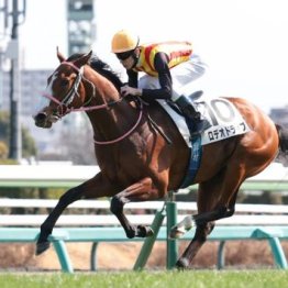 【武田の日曜競馬コラム・ＮＨＫマイルＣ】