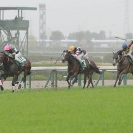 【橘の日曜競馬コラム・ＮＨＫマイルＣ】