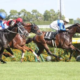 【新潟本紙・市川の日曜新潟11Ｒ】