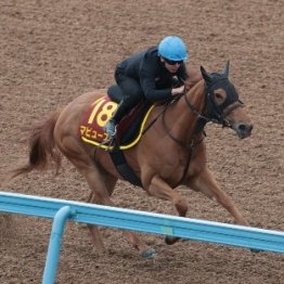 今週はマピュースで挑むヴィクトリアマイル
