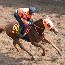 【オークス１週前】スターアニス坂路でしまい重点
