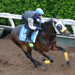 【新潟大賞典】前例なきハンデ設定 ２年ぶりシュガークンの５８キロで笑うのは武豊！？