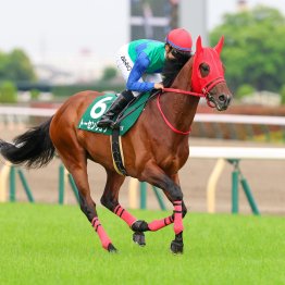 【新潟大賞典】トーセンリョウ　父ディープに１７年連続の記録を届けたい