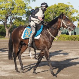 【木津の土曜競馬コラム・立川特別】