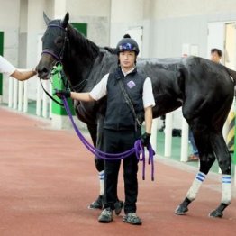 【飯島の日曜競馬コラム・弥彦Ｓ】