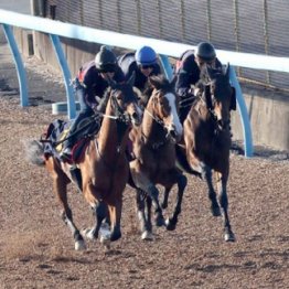 【新居の日曜競馬コラム・ヴィクトリアマイル】