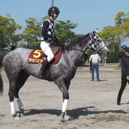 【木津の日曜競馬コラム・ヴィクトリアマイル】