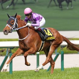 【オークス】「常にジュウリョクピエロが頭の片隅にあった」今村聖奈 ５年目２２歳の期待、不安、自身との葛藤に味わえない緊張感