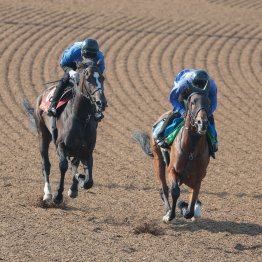 【オークス】ドリームコア巻き返しに向け急上昇