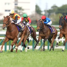 【オークス】スターアニスは距離をこなせる？　こなせない？