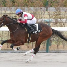 【市川の土曜競馬コラム・平安Ｓ】