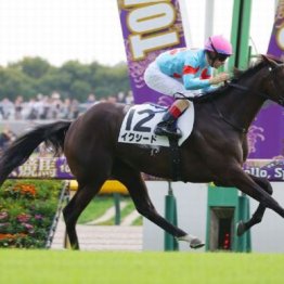 【新居の土曜競馬コラム・カーネーションＣ】