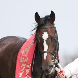 【飯島の日曜競馬コラム・東京７Ｒ】