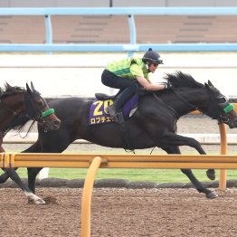 【日本ダービー】ロブチェン２冠取りに視界良好