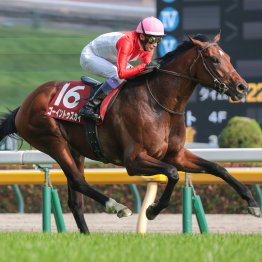 【日本ダービー】美浦の新進気鋭・上原佑厩舎が４本の矢で大一番に挑む