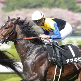 【目黒記念】ダービー後の最終レースに名手・武豊と挑むアマキヒ