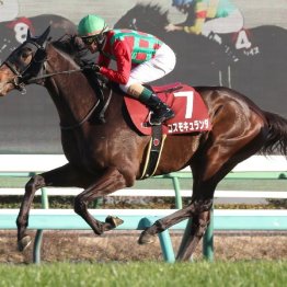 〈122〉騎手から助手を経て調教師に 個性派コスモキュランダを管理する加藤士津八調教師（４）