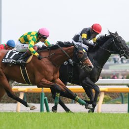 【目黒記念】本格化の兆しを見せているアスクセクシーモア