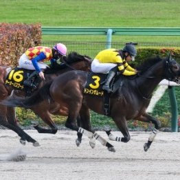 【市川の土曜競馬コラム・アハルテケＳ】