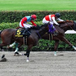 【新居の土曜競馬コラム・アハルテケＳ】