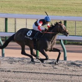 【大谷の土曜競馬コラム・アハルテケＳ】
