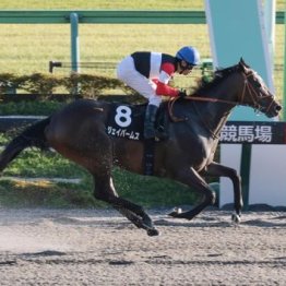 【武田の土曜競馬コラム・アハルテケＳ】